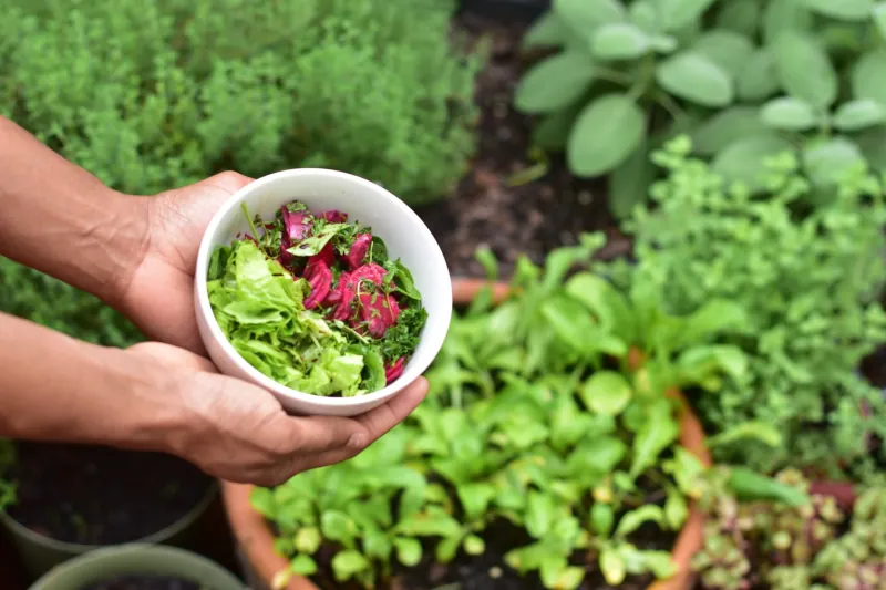 manger sainement et bio fruits et legumes de jardin