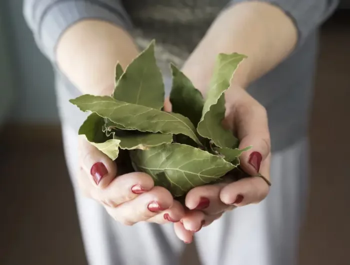 manger une feuille de laurier par jour feuilles de laurier dans les creux de main