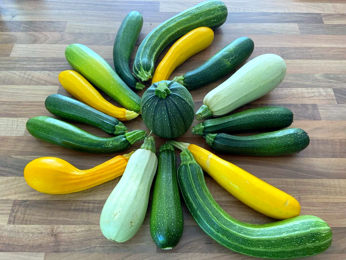 methodes de conservation des courgettes vertes ou jaunes