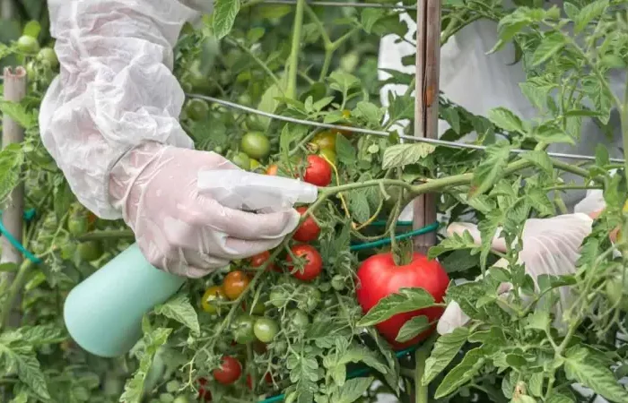 mildiou tomate traitement bicarbonate pulveriser les tomates avec des gants