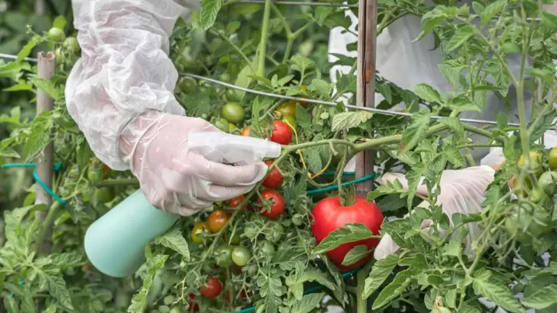 mildiou tomate traitement bicarbonate pulveriser les tomates avec des gants
