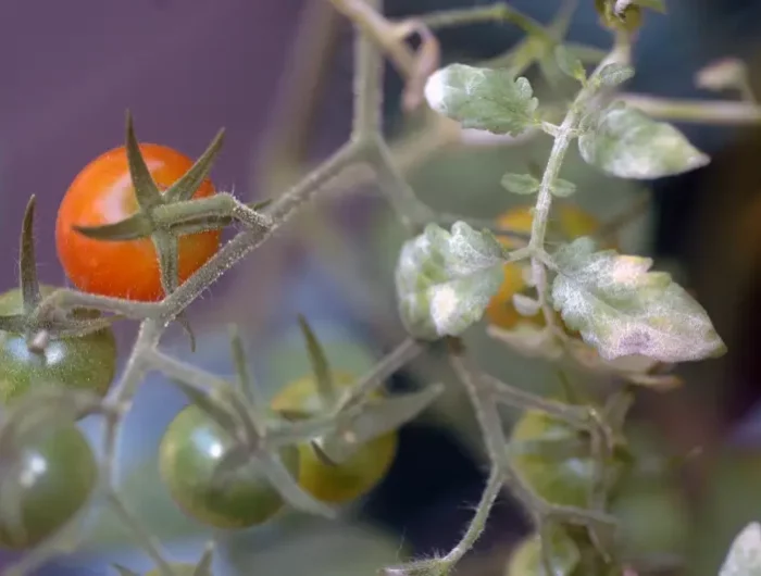 mousse blanche sur plante interieur tomate cerise atteinte d oidium