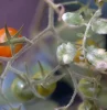 mousse blanche sur plante interieur tomate cerise atteinte d oidium