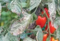 Comment se débarrasser de l’oïdium sur les tomates à l’aide d’un traitement naturel !