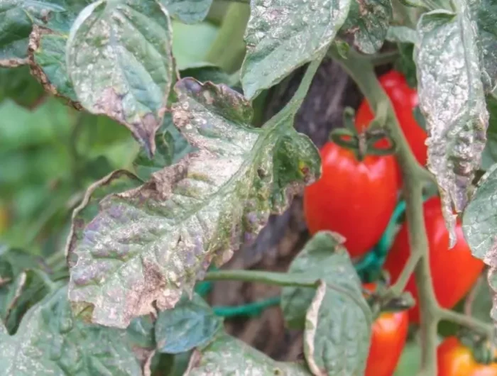 mousse blanche sur plante traitement feuilles de tomates atteintes d oidium