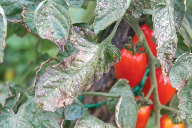 mousse blanche sur plante traitement feuilles de tomates atteintes d oidium
