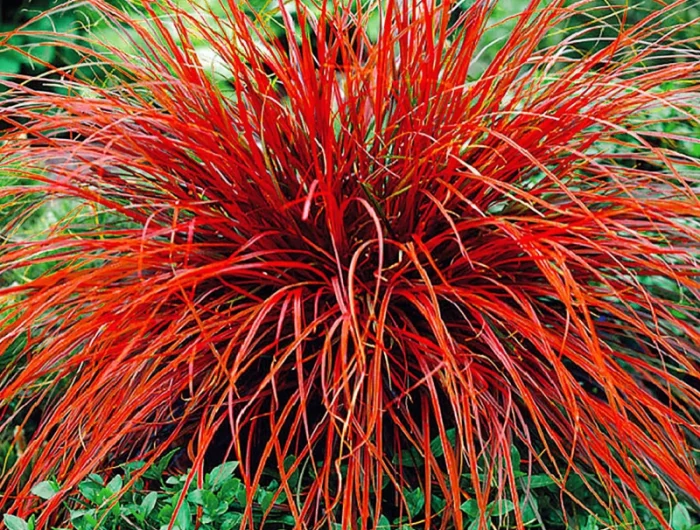 nandina domestica arbustes persistants a feuille rouges