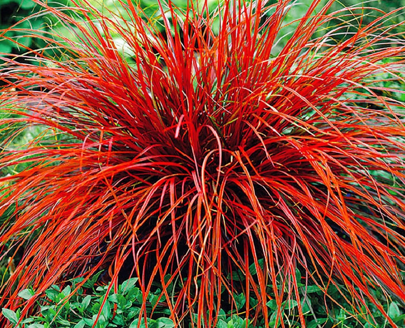 nandina domestica arbustes persistants a feuille rouges