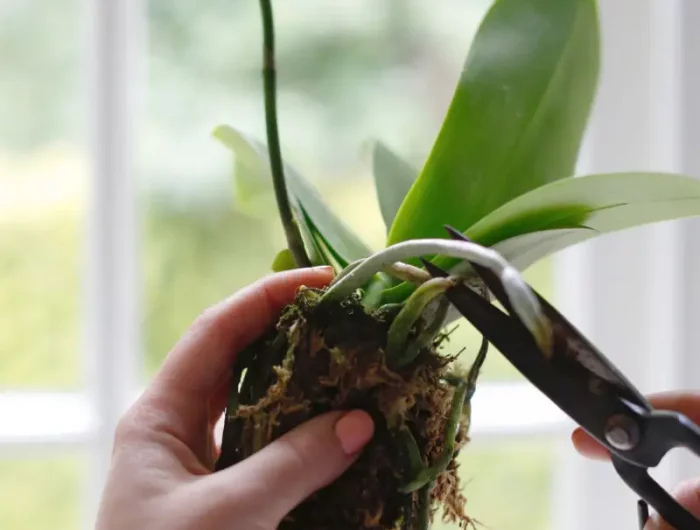 orchidee racines a l air libre couper les racines de l orchidee