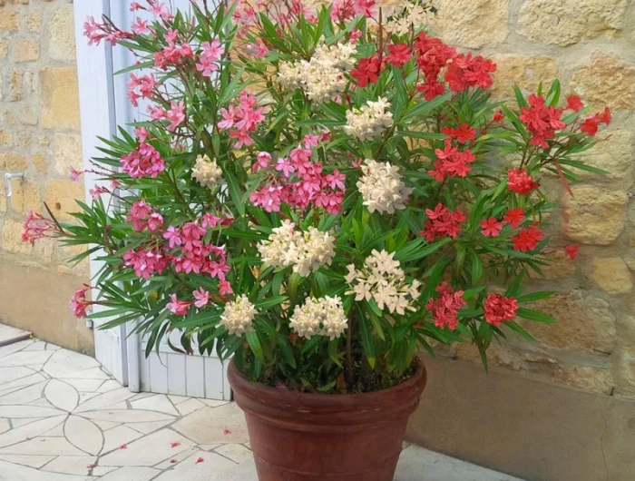 ou mettre le laurier en pot laurier dans un pot fleurs de couleurs differents rose rouge blanc