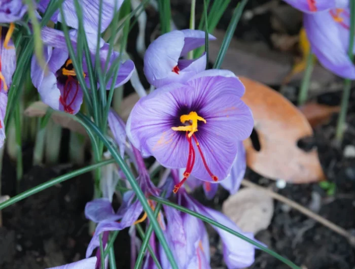 ou planter le corocus safran felurs violettes coeur jaune stigmates rouges