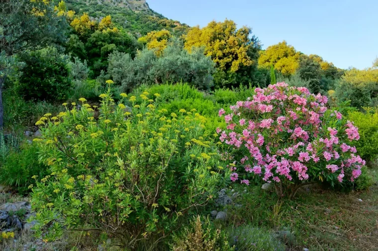 ou planter un laurier rose dans le jardin astuces