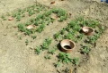Canicule, sécheresse : Ces astuces de grand-mère pour arroser son jardin sans arrivée d’eau
