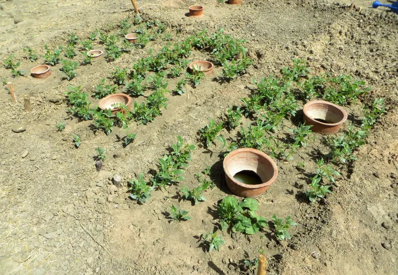 oyas jarres de terre cuite methode système d irrigtion jardin ancienne