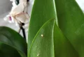 Guide simple et détaillé comment enlever la cochenille sur une orchidée