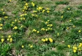 Comment refaire une pelouse pleine de mauvaises herbes ? Un guide complet !