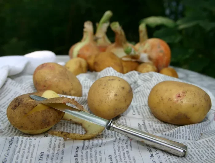 pelures pommes de terre couteau oignon papier absorbant recolte