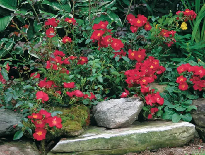 periode pour tailler un rosier fleurs rouges d'une rose