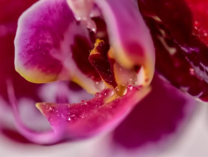 petales orchidee couleur fuschia gouttes eau traitement contre conchenille