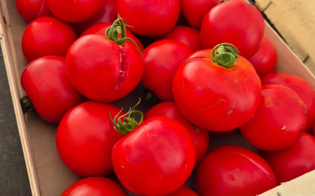 peut on consommer les tomates qui ont eclate