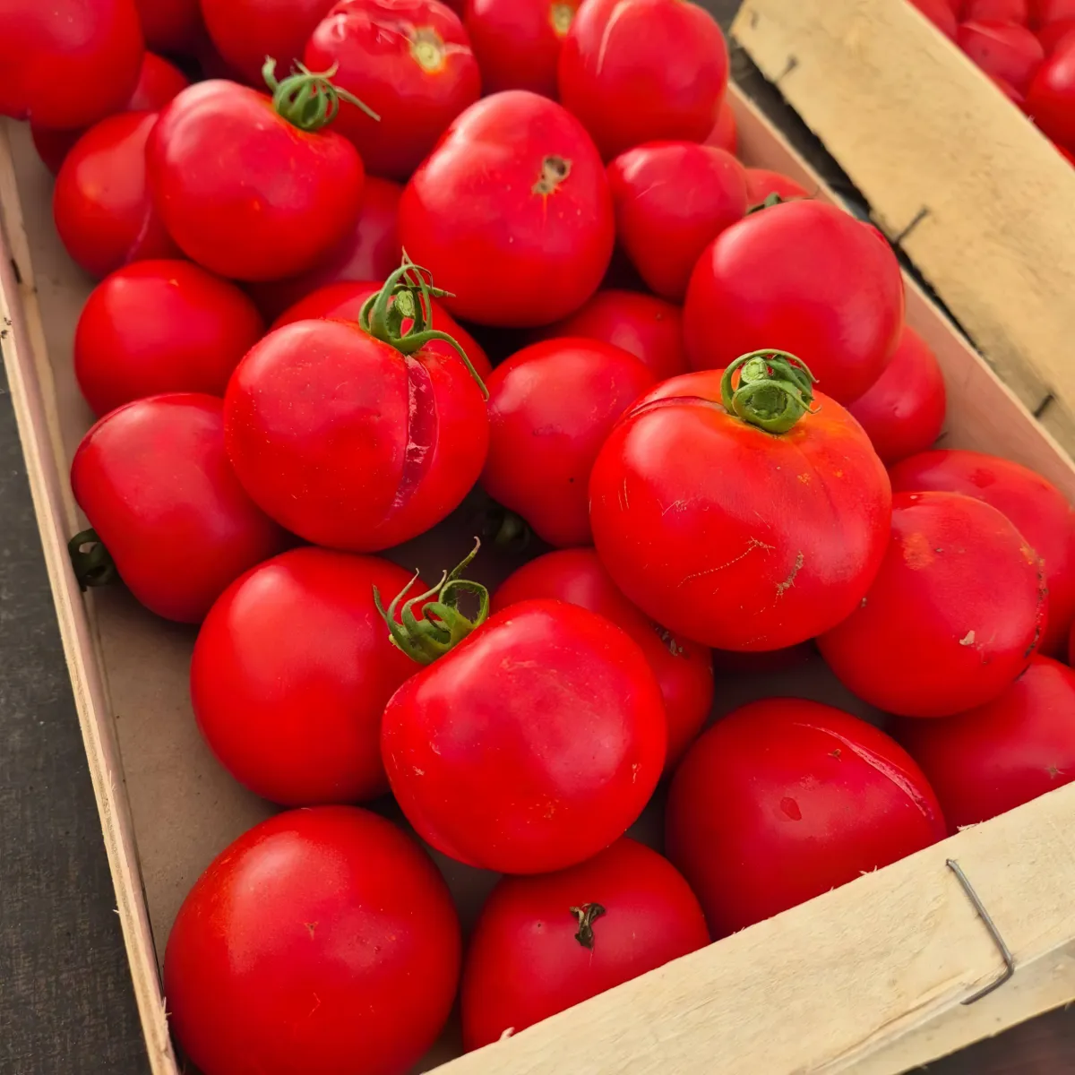 peut on consommer les tomates qui ont eclate