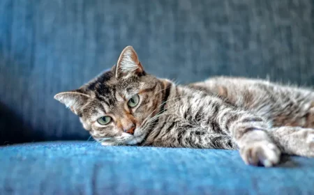peut on laisser un chat seul une nuit un chat sur un canape bleu