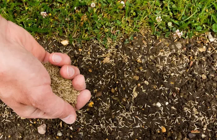 peut on semer du gazon sur de l herbe repandre des graines sur la terre