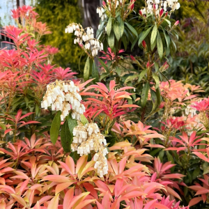 pieris japonica arbuste persistant de terre de bruyere feuilles longues rouge orange