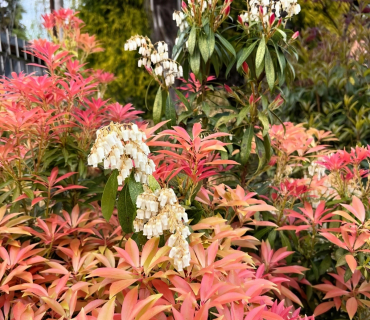 pieris japonica arbuste persistant de terre de bruyere feuilles longues rouge orange