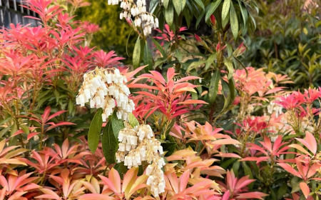 pieris japonica arbuste persistant de terre de bruyere feuilles longues rouge orange