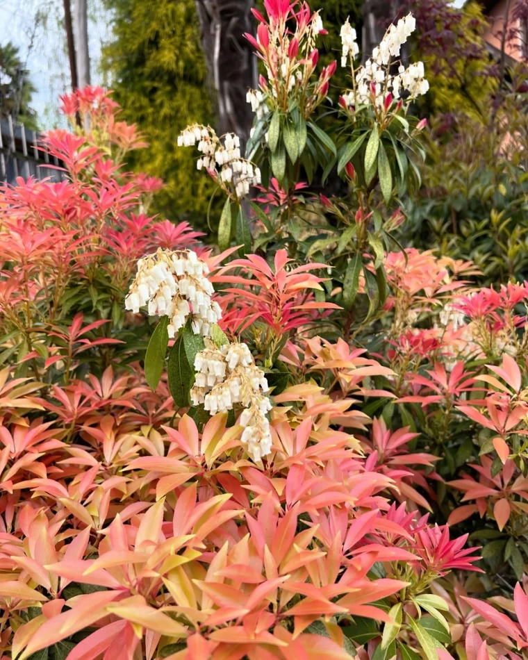 pieris japonica arbuste persistant de terre de bruyere feuilles longues rouge orange