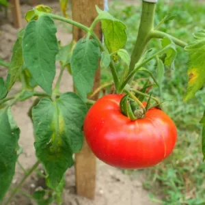 Quelles sont les solutions pour garder ses plants de tomates en hiver ?
