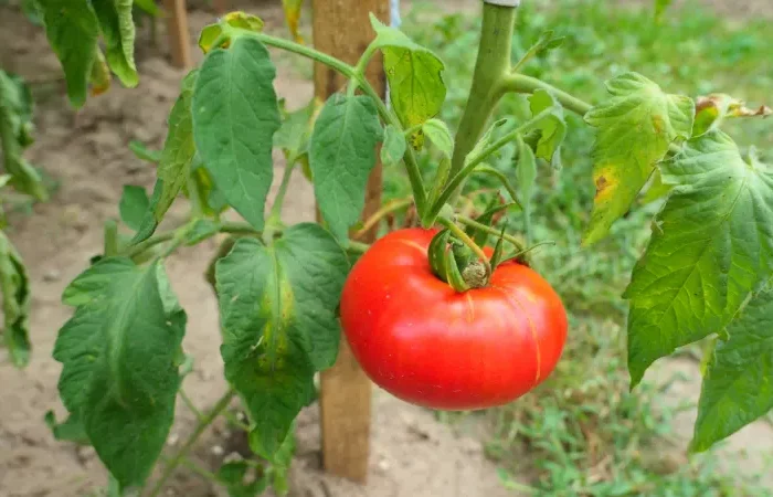 plant tomate jardin support bois feuillage fruit hiver sol temperature