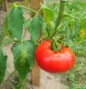 plant tomate jardin support bois feuillage fruit hiver sol temperature