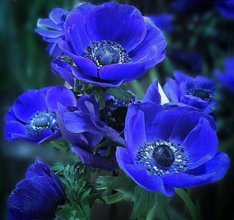 plante a fleur nuit bleue vivace dete pavot de hymalaya