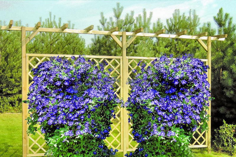plante a fleurs bleues vivace 90 cm de hauteur