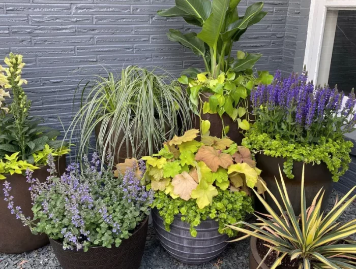plante a mettre en pot sur terrasse idée plantes jaune et violet dans un coin de la maison