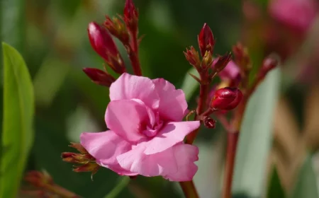 plante arbuste fleuri laurier rose traitement anti parasite