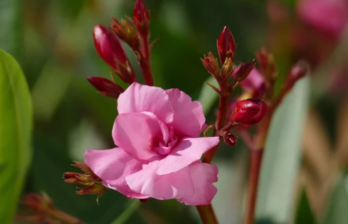 plante arbuste fleuri laurier rose traitement anti parasite