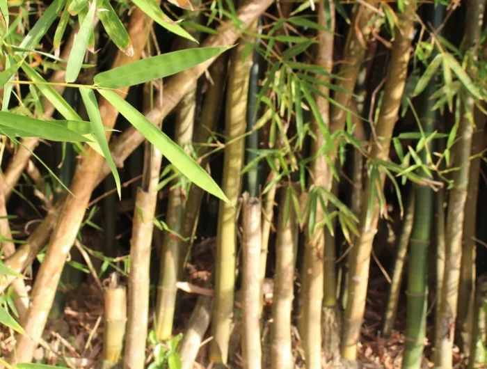 plante bambou envasive comment se debarasser du bambou naturellement