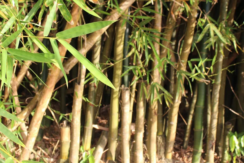 plante bambou envasive comment se debarasser du bambou naturellement
