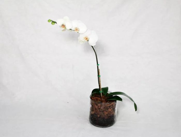 plante d interieur orchidee pot transparent type sol