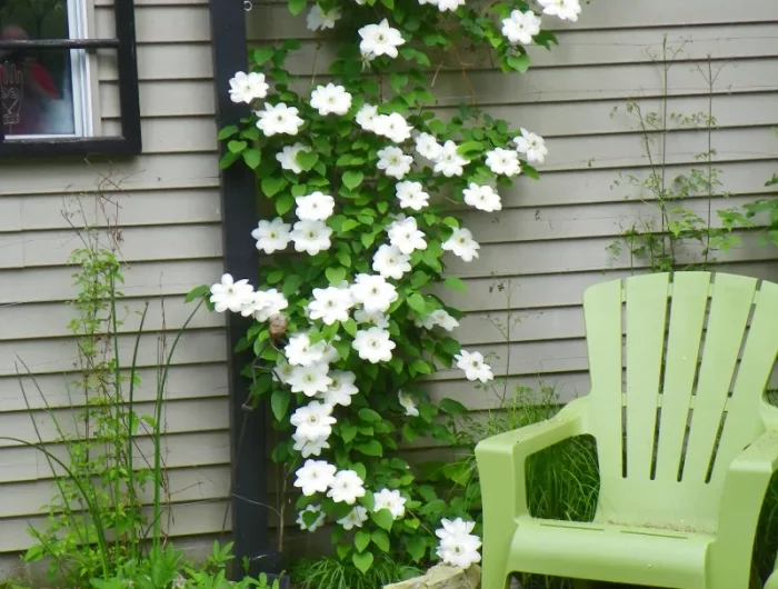 plante fleurie grimpante mur idee clematite blanche jeune