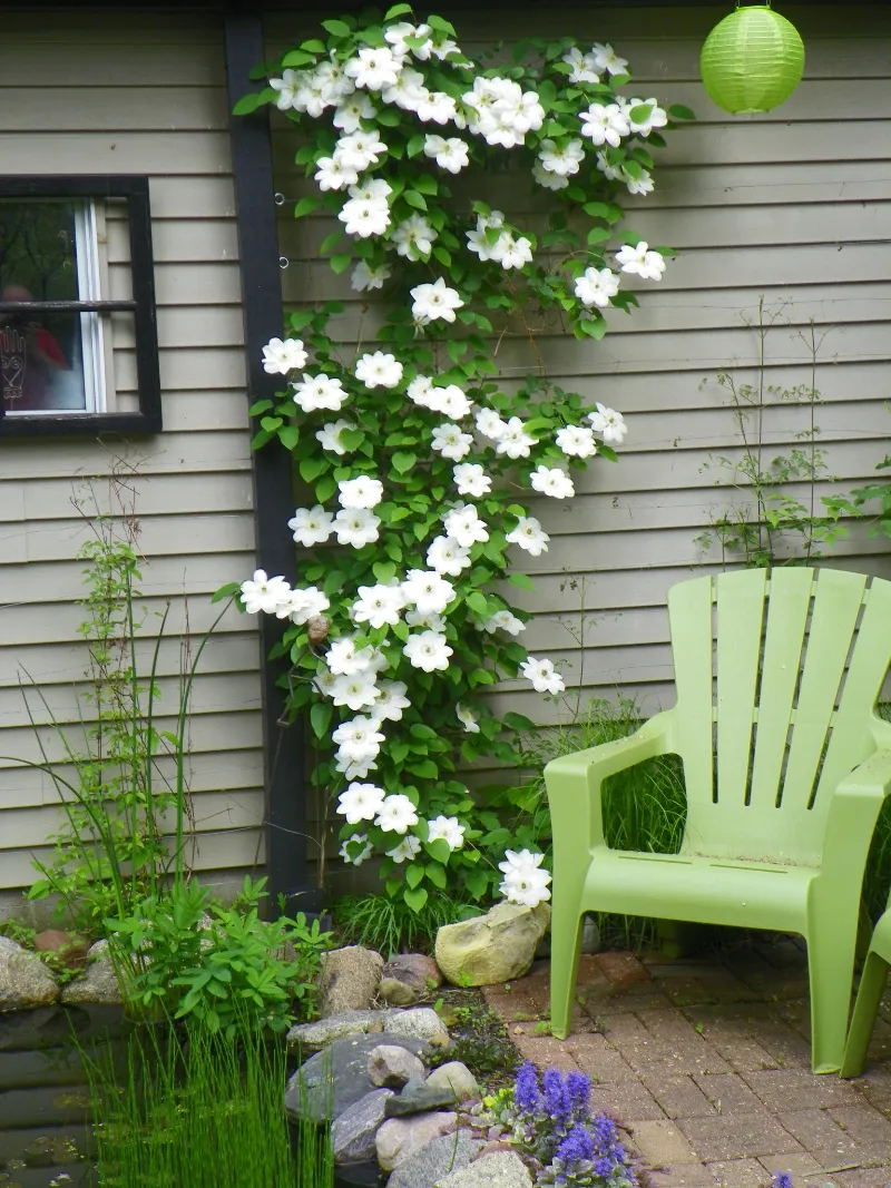 plante fleurie grimpante mur idee clematite blanche jeune