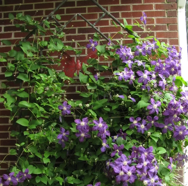 plante grimpante rapide sur mur de brique fleurs violettes briques grillage