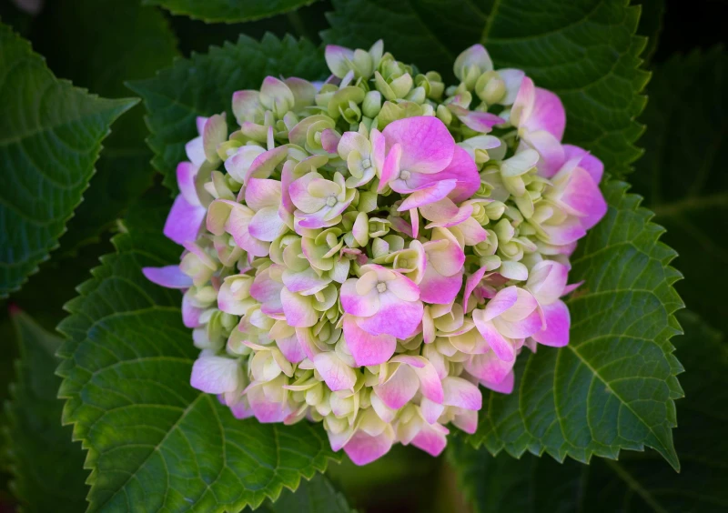plante hydrangea variete hortensia rose et blanc feuillage vert arbuste