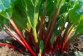 Potager de légumes perpétuels : planter une fois, récolter plusieurs années