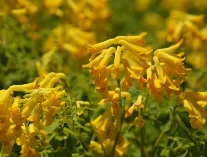 plante rampante fleurs jaunes corydale avec des fleurs jaunes