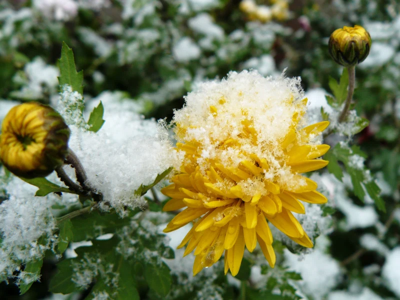 plante vivace en pot resistante au gel une fleur jaune couverte de gel