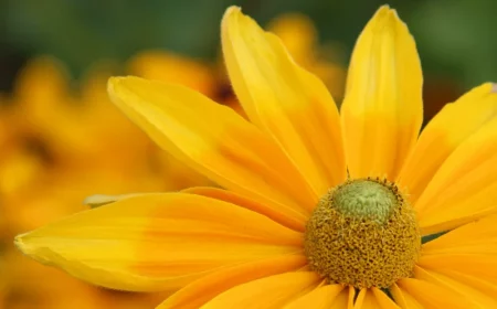 plante vivace jaune au soleil une fleur toute jaune